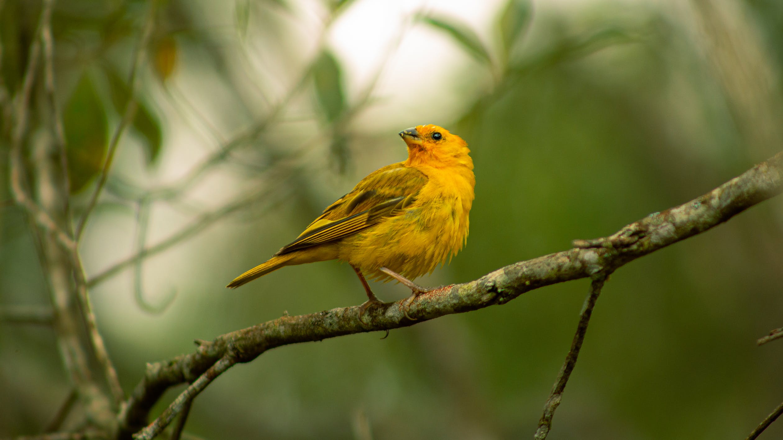 Best Binoculars for Bird-Watching Beginners: Affordable and Quality Picks