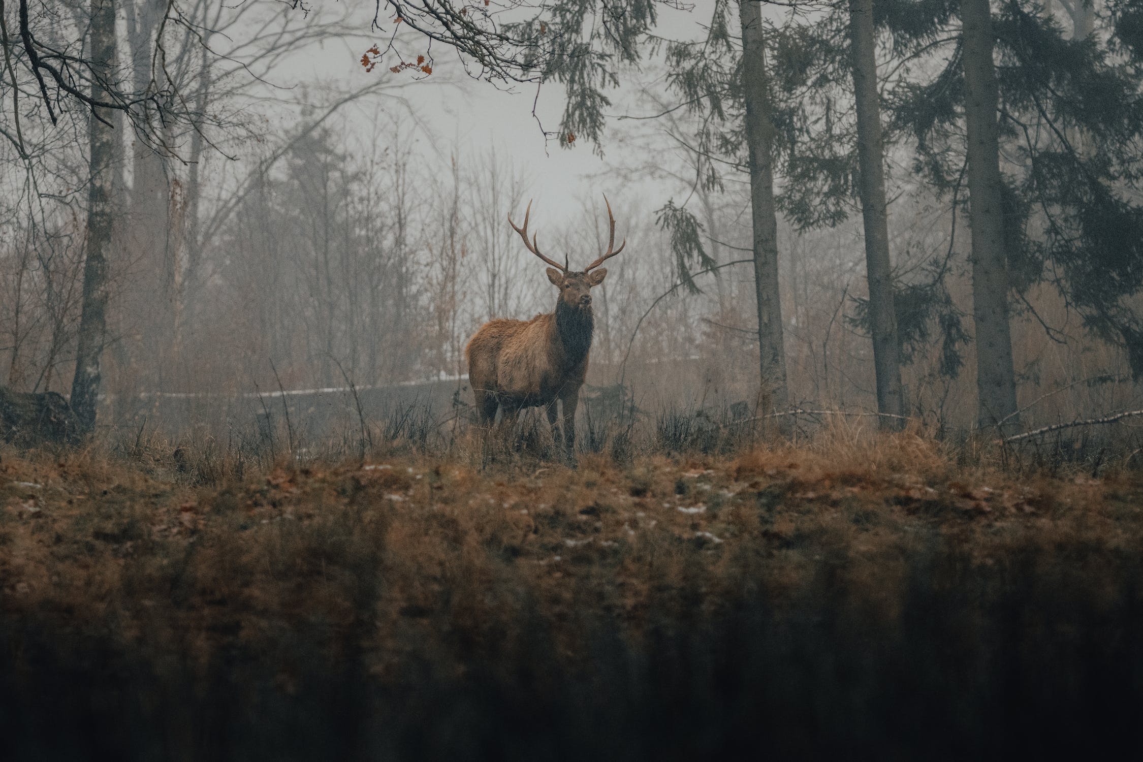 Rugged and Weatherproof: The Toughest Trail Cameras for Extreme Conditions