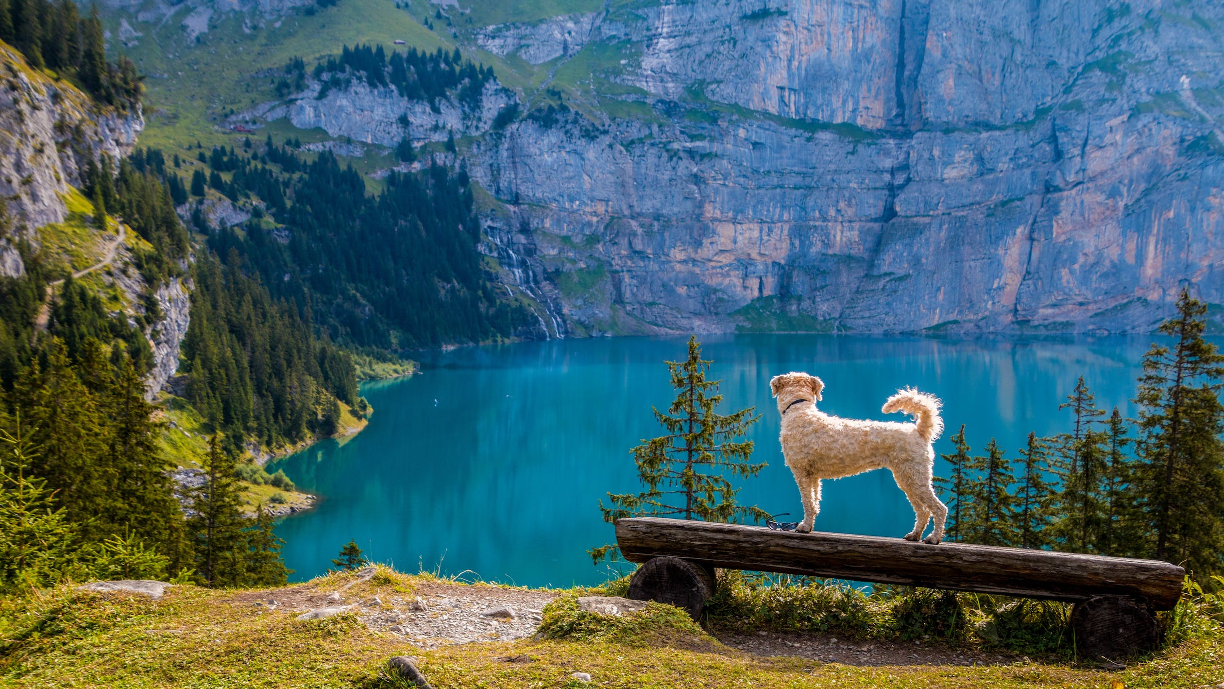Best Pet Accessories: Elevate Your Pet’s Lifestyle