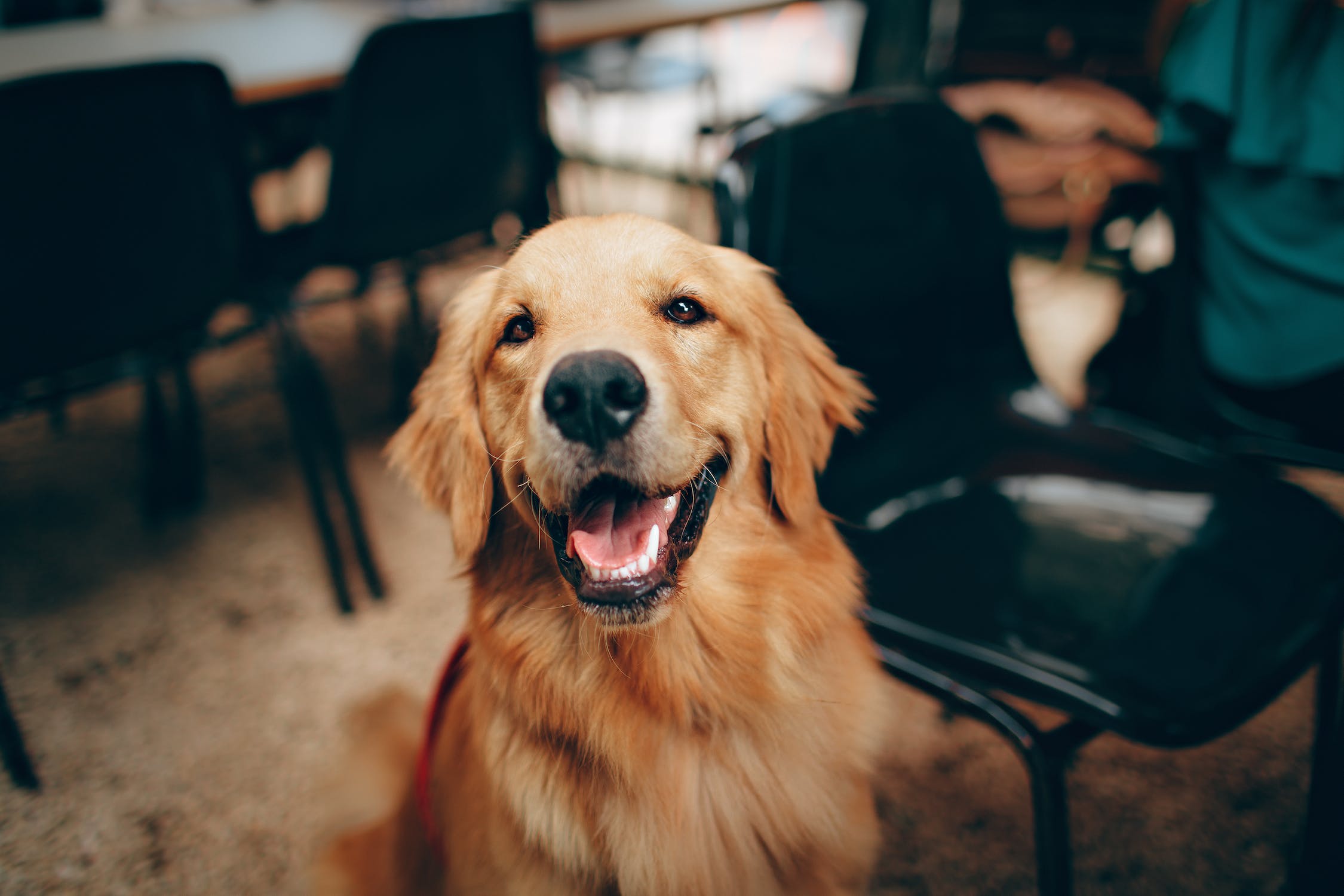 Pamper Your Pooch: The Top 5 Best Dog Treats Available on Amazon